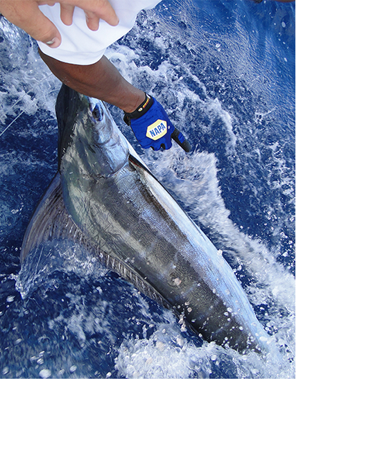 Blue Marlin FIshing Curacao